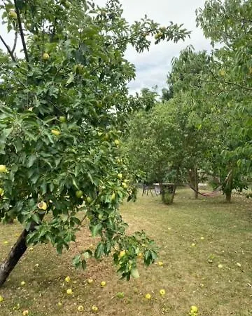 Szofi