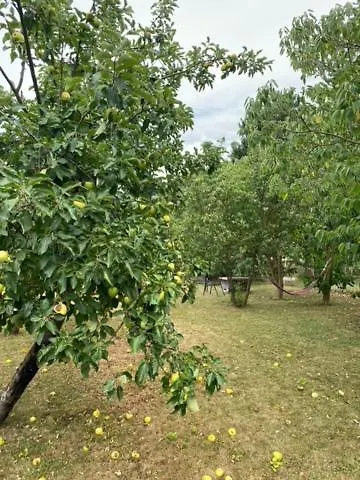 Szofi